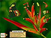 EcoRescue — Project Rainforest game screenshot